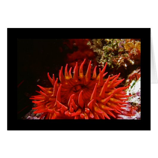 White Spotted Rose Anemone Cards (Front Horizontal)