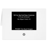 White Spotted Rose Anemone Cards (Back Horizontal)