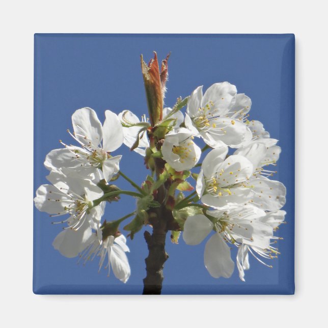 White Spring Bloom Magnet (Front)