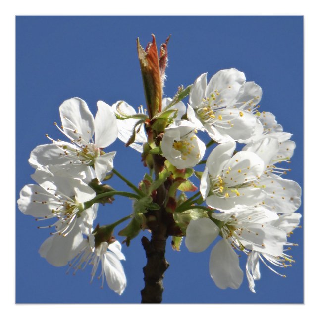 White Spring Bloom Photo Print (Front)