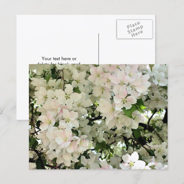 White Spring Blossoms Flower Photography Postcard (Front/Back)