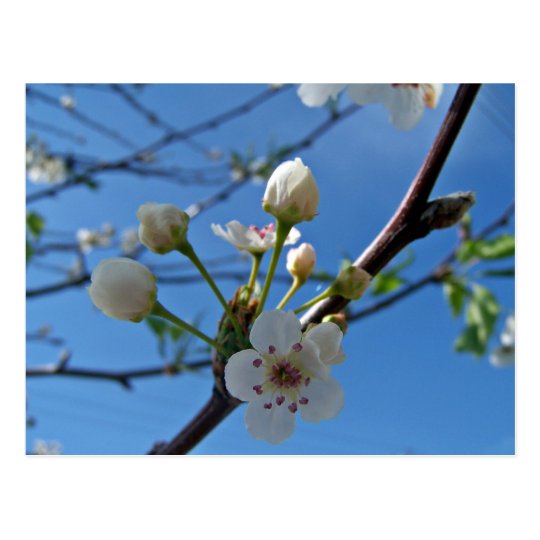 White Spring blossoms on show Postcard