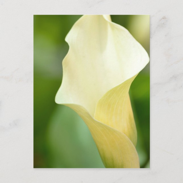 White Spring Calla Lily Postcard (Front)