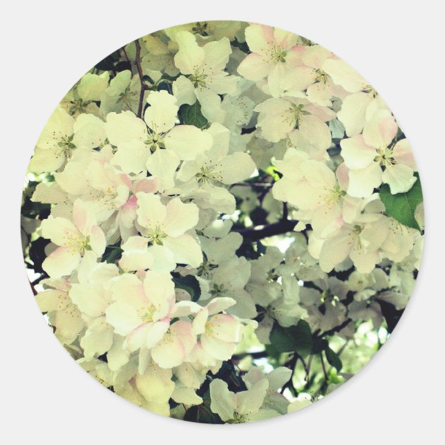 White Spring Flower Blossoms  Classic Round Sticker (Front)
