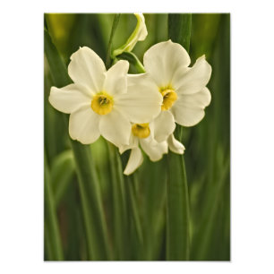 White Spring Narcissus, Floral Photography Photo Print