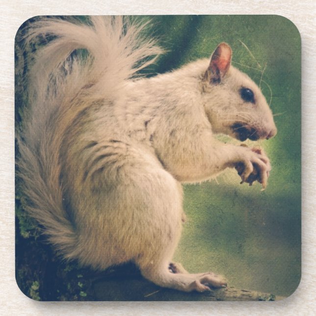 White Squirrel Drink Coaster (Front)