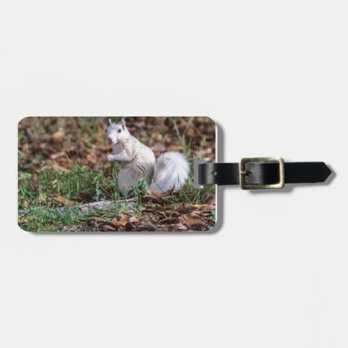 White Squirrel of Brevard Luggage Tag