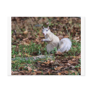 White Squirrel of Brevard Postcard