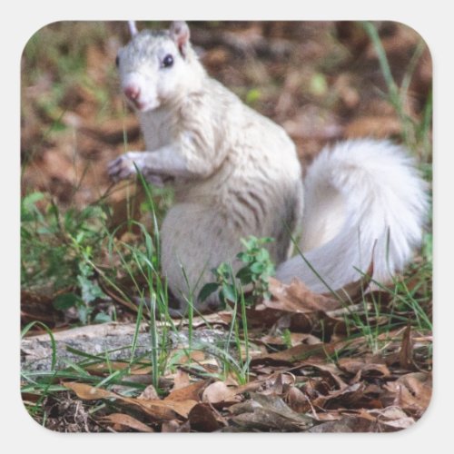 White Squirrel of Brevard Square Sticker