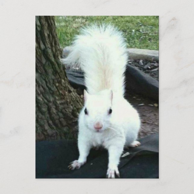 White Squirrel Postcard (Front)