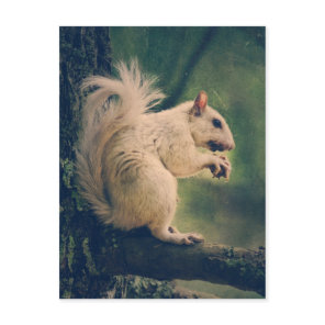 White Squirrel Postcard