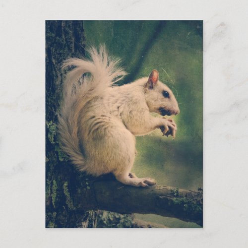White Squirrel Postcard