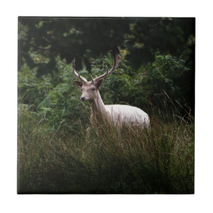 White Stag, Deer, wildlife, animal photo Ceramic Tile