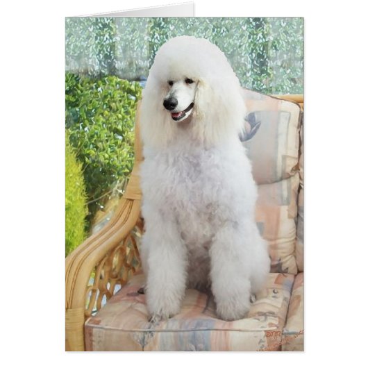 White Standard Poodle (Front)