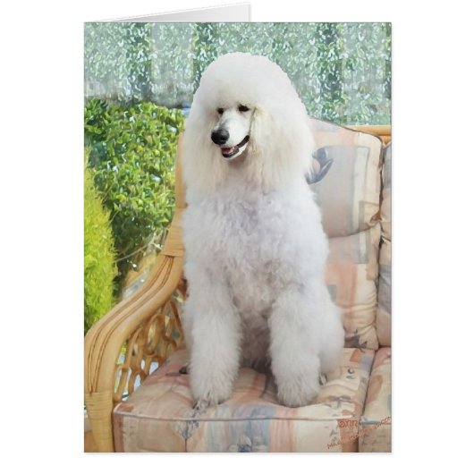 White Standard Poodle Cards (Front)