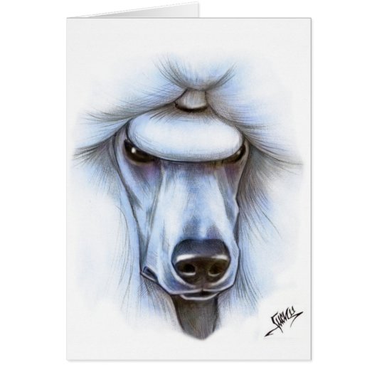 White Standard Poodle Cards (Front)