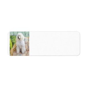 White Standard Poodle Label