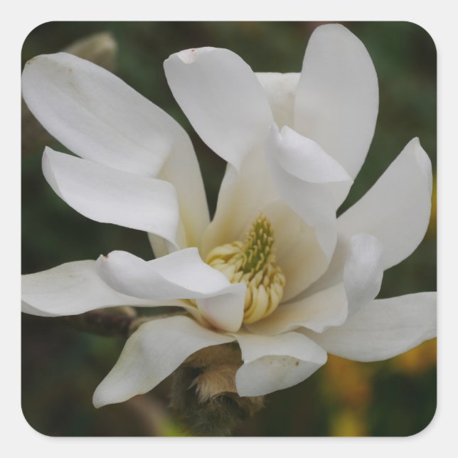 White Star Magnolia Sticker (Front)