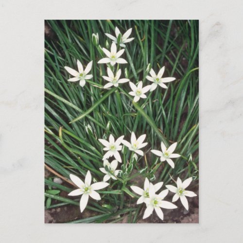 white Star Of Bethlehem Ornithogalum Umbellatum Postcard