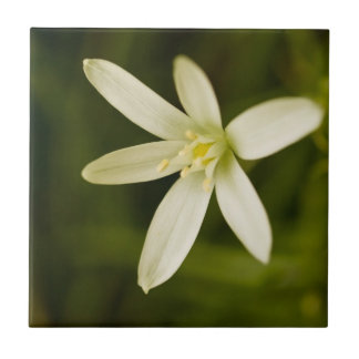 White Star-of-Bethlehem - Perennial Flower Ceramic Tile