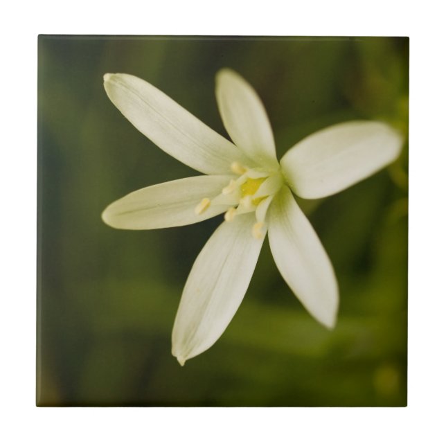 White Star-of-Bethlehem - Perennial Flower Ceramic Tile (Front)