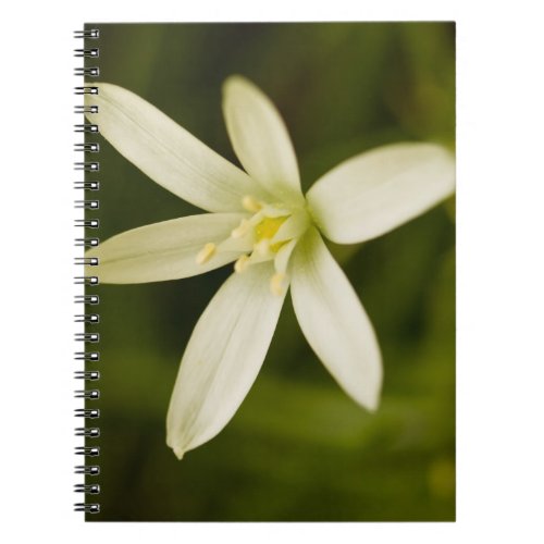 White Star_of_Bethlehem _ Perennial Flower Notebook