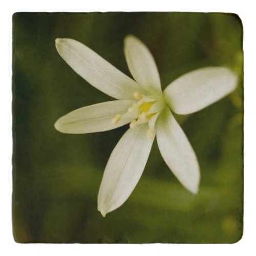 White Star_of_Bethlehem _ Perennial Flower Trivet