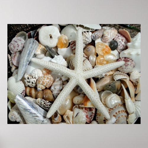 White Starfish and Tropical Shells Huge Poster