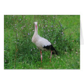 White stork (Front Horizontal)