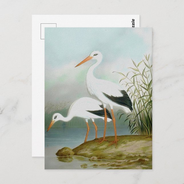 White stork, Bird Illustrations Postcard (Front/Back)