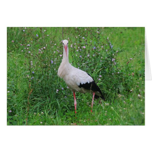 White stork cards (Front Horizontal)