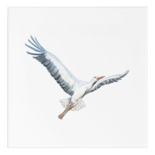 White stork flying   acrylic print