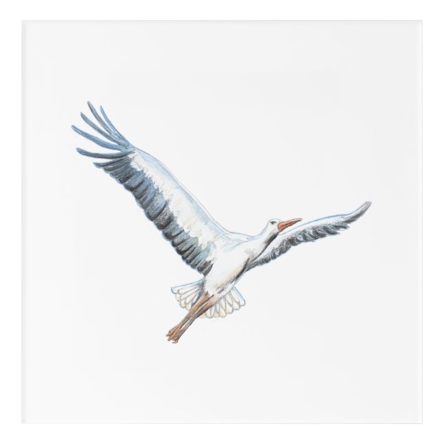 White stork flying   acrylic print (Front)