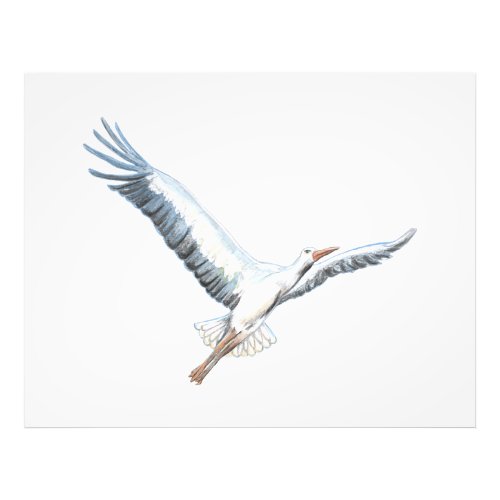 White stork flying   photo print