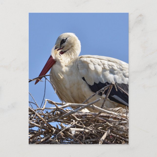 White stork in its nest postcard (Front)