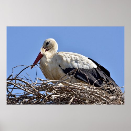 White stork in its nest poster
