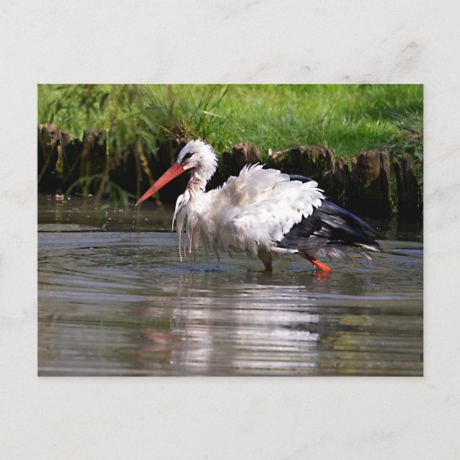 White stork in water postcard (Front)