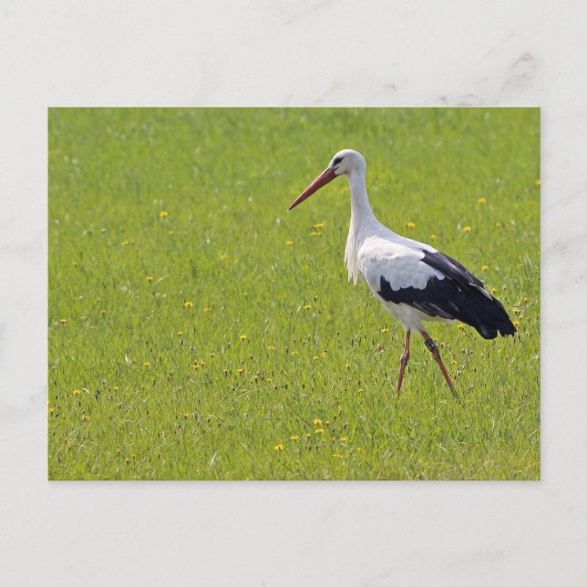 White Stork on a Meadow Postcard (Front)