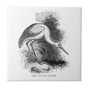 White Stork Vintage Bird Wildlife Drawing Tile