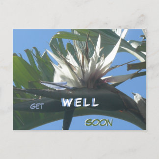 White Strelitzia Flower Get Well Soon Postcard