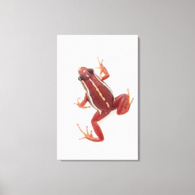 White-striped Poison Dart Frog Canvas Print (Front)