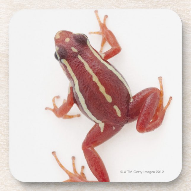 White-striped Poison Dart Frog Drink Coaster (Front)