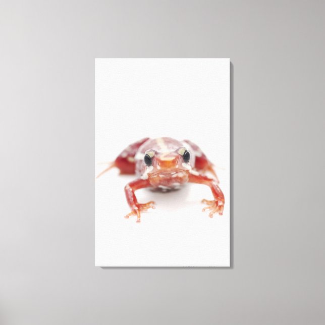 white-striped poison dart frog (epipedobates canvas print (Front)