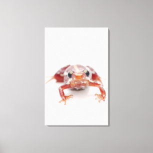 white-striped poison dart frog (epipedobates canvas print