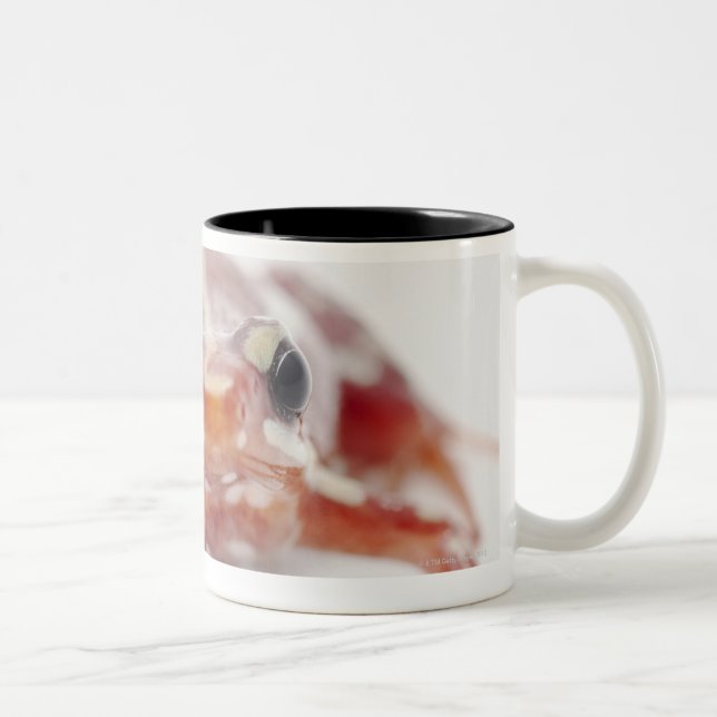 white-striped poison dart frog (epipedobates Two-Tone coffee mug (Right)