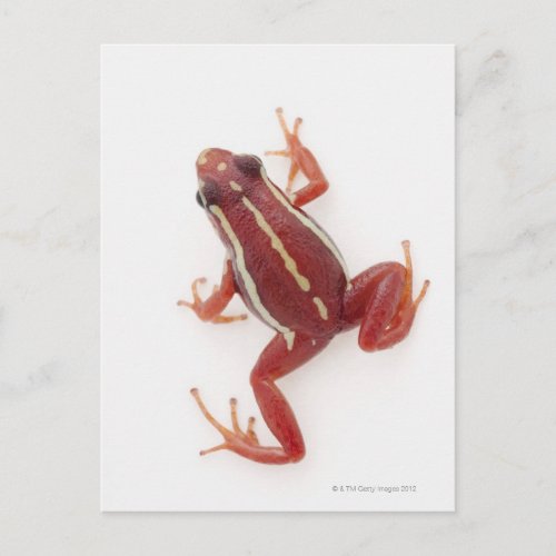 White_striped Poison Dart Frog Postcard