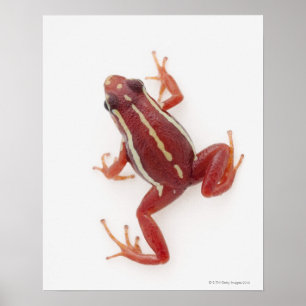 White-striped Poison Dart Frog Poster