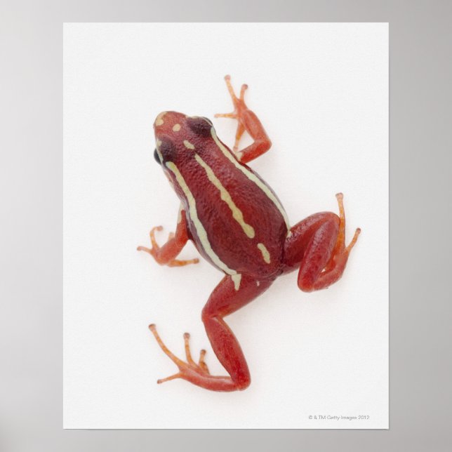 White-striped Poison Dart Frog Poster (Front)