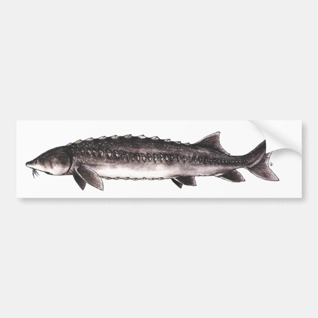 White Sturgeon - Acipenser transmontanus Bumper Sticker (Front)