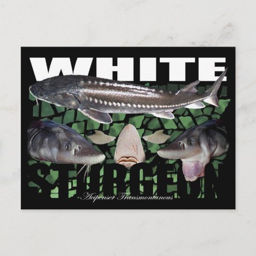 White Sturgeon_Collage_Postcard Postcard